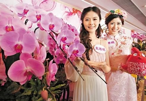 香港引入蝴蝶兰，新年将至姹紫嫣红年花成为点缀必备品