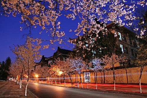 玄武区美景：夜色樱花路，十朝都会宫阙御园多建于此