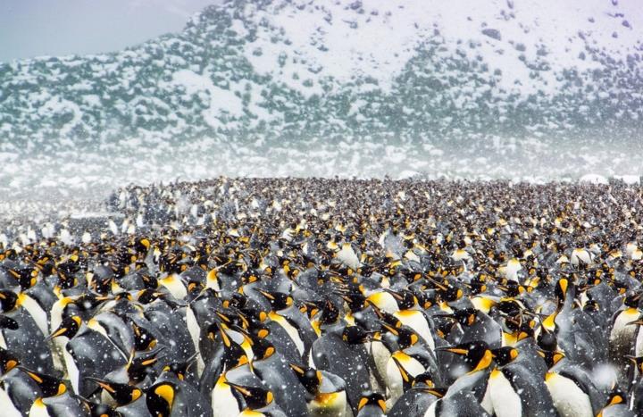 南乔治亚岛和南桑德韦奇岛，帝企鹅齐聚南极海滩场面震撼