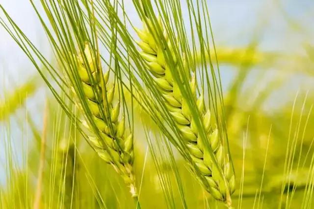 全球库存高位，国内小麦需求遭受挤压近强远弱格局明显