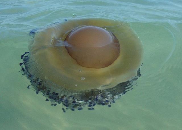 蛋黄水母：无奇不有酷似巨大荷包蛋，长着触须有毒性