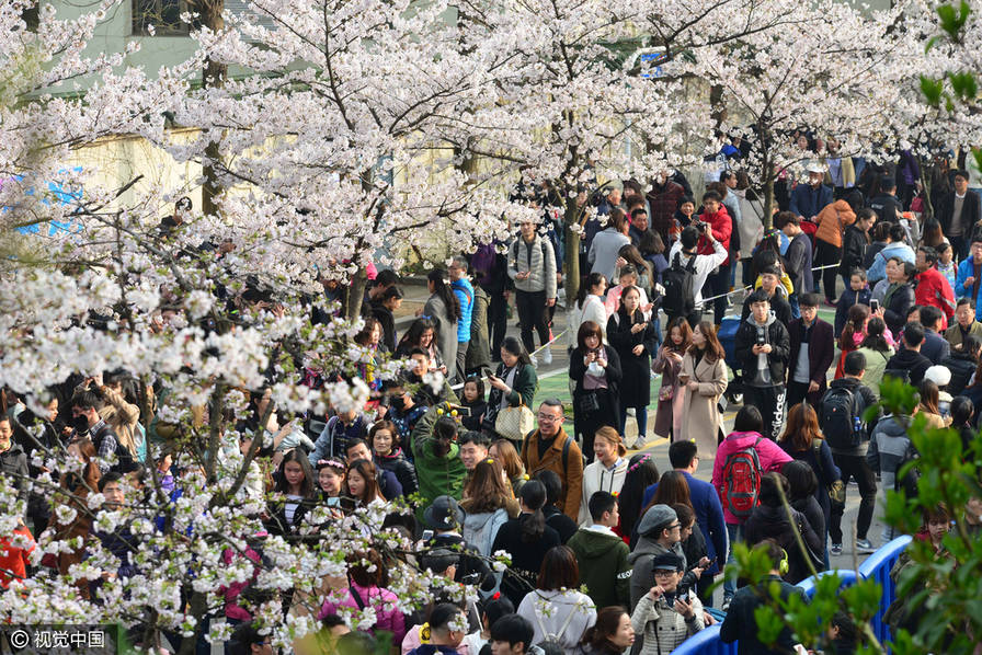 南京鸡鸣寺路竞相绽放樱花吸引众多游人和市民前来观赏
