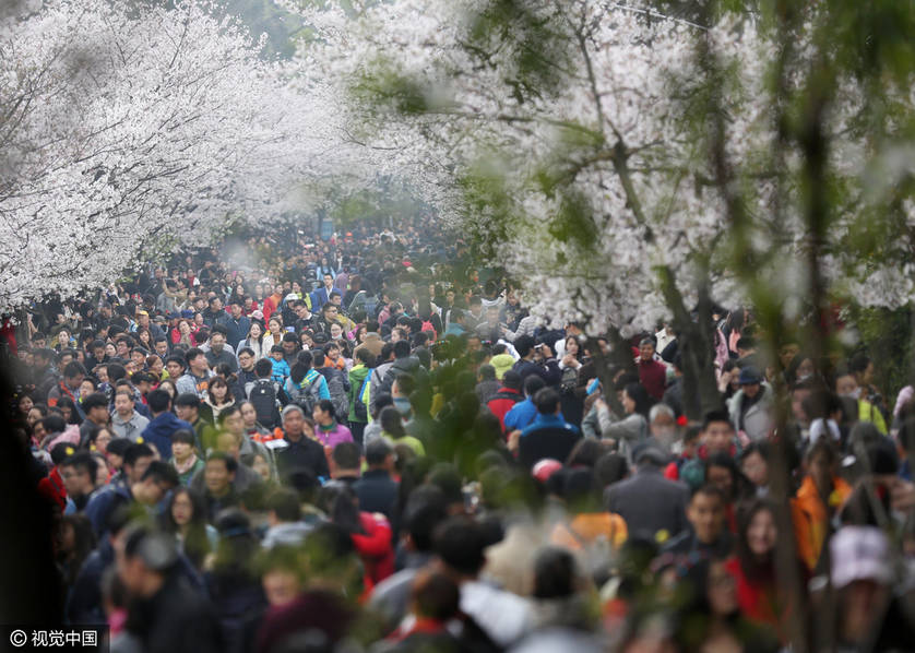 南京鸡鸣寺路竞相绽放樱花吸引众多游人和市民前来观赏