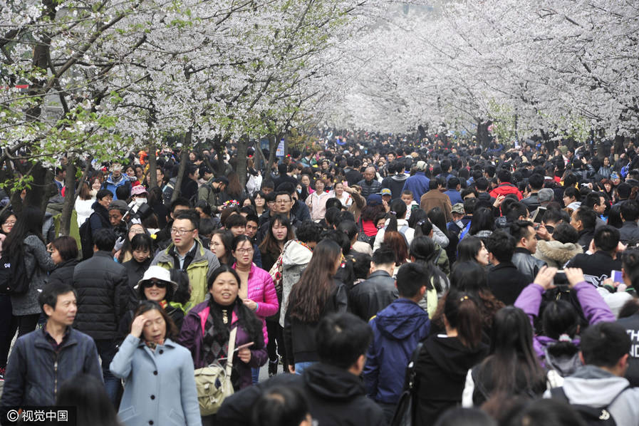 南京鸡鸣寺路竞相绽放樱花吸引众多游人和市民前来观赏