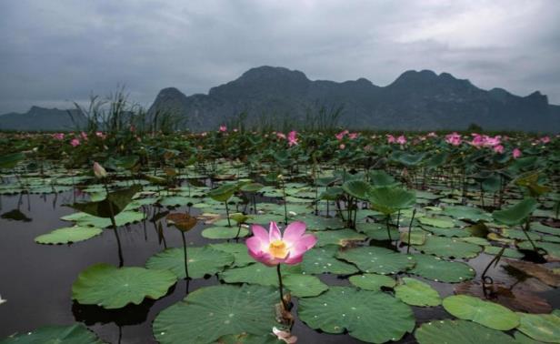 经长期维护泰国国家公园三百峰莲花池沉睡10年莲花盛开