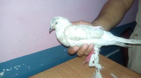 印度警方声称抓到中国鸽子间谍，因其佩戴中文标签