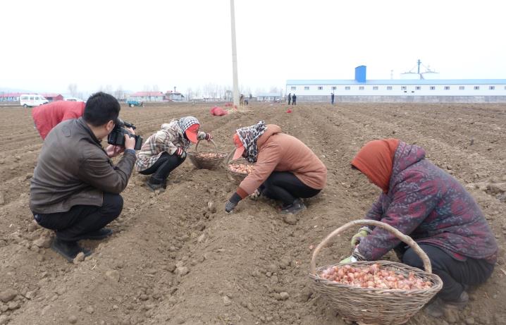 宝清县夹信子村规模种植毛葱，成为富民强村支柱产业