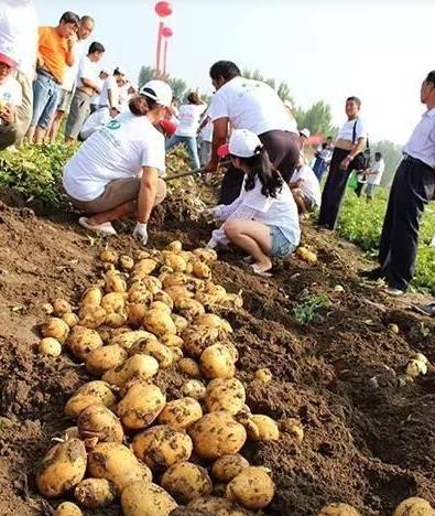 山东希森研发马铃薯单季亩产9.58吨，创下世界单产纪录