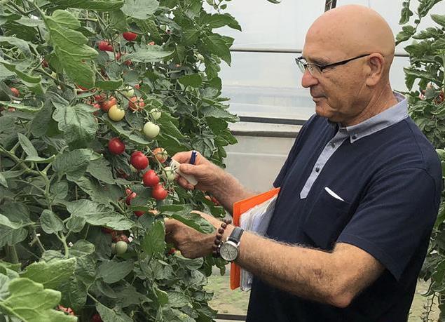 中国种业公司掀起番茄种业革命高端种子产品吸引国际目光