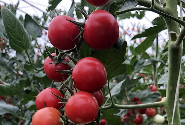 中国种业公司掀起番茄种业革命高端种子产品吸引国际目光