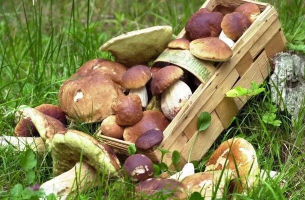 违反自然保护法，超量采蘑菇德国两位老人被开天价罚单
