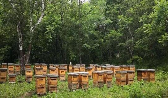 黑蜂产业江洪岩：从十二群东北黑蜂到黑蜂集团靓丽嬗变