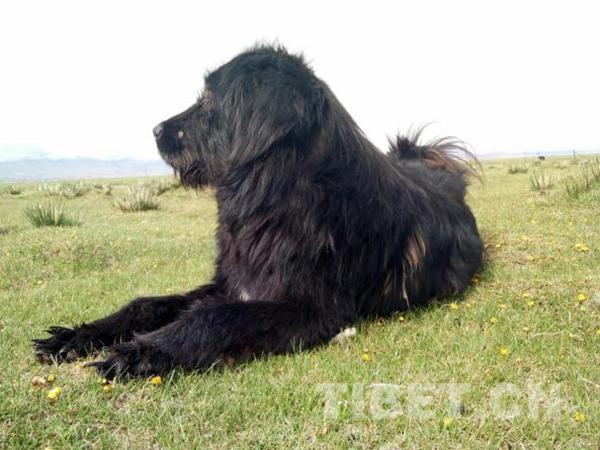 战胜新冠肺炎促进人与自然和谐：西藏流浪犬现象的启示
