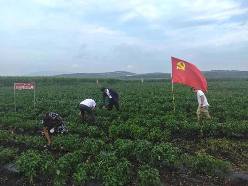 夹信子镇打造菜篮子为宝清县市民蔬菜供应提供有力保障