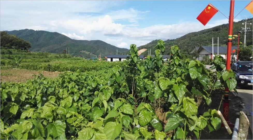 陇川县曼崩村景颇族村民靠着种桑养蚕茅草屋升级小洋房