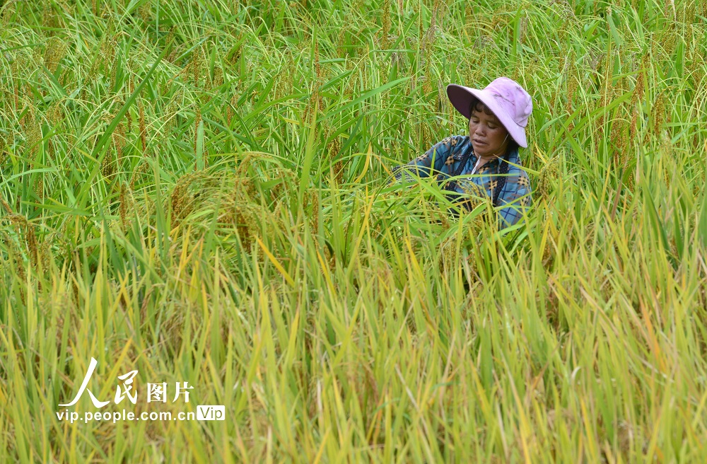 贵州盘州：新民万亩梯田生态红米稻浪滚滚丰收在望