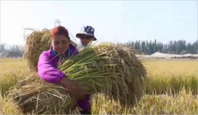 新疆岳普湖县：土壤盐碱度高干旱少雨海水稻却喜获丰收