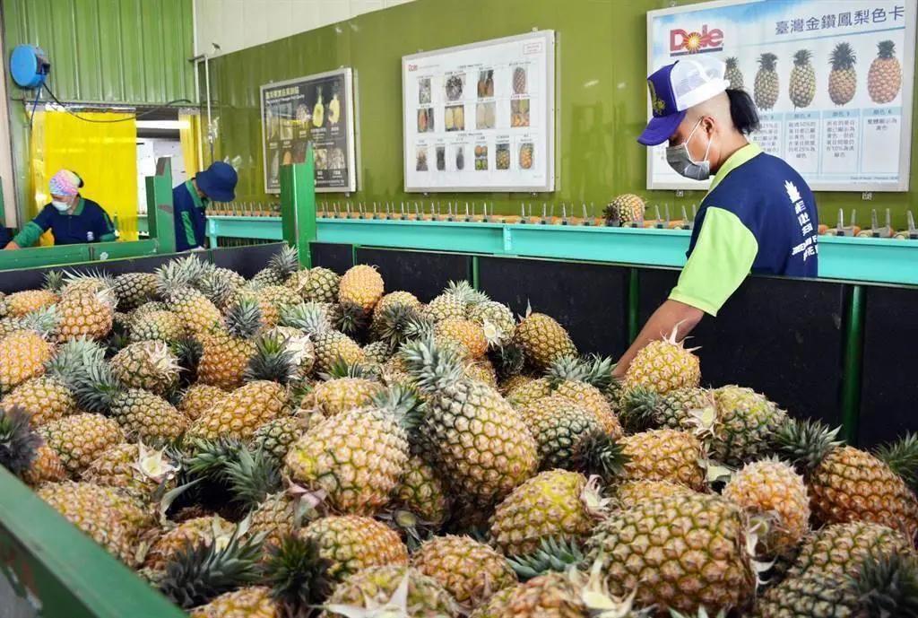 蔡英文当局菠萝外销澳洲大骗局遭踢爆后“农委会”回应了