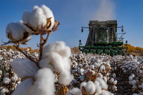 新疆棉花有话要说：新疆长绒棉，世界顶级长年供不应