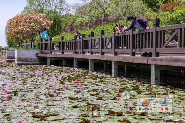 东海县西双湖湿地睡莲朵朵竞相绽放构成赏心悦目美景