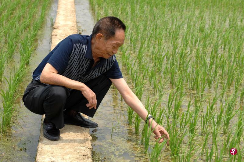 为世界粮食供给贡献重大，“杂交水稻之父”袁隆平逝世
