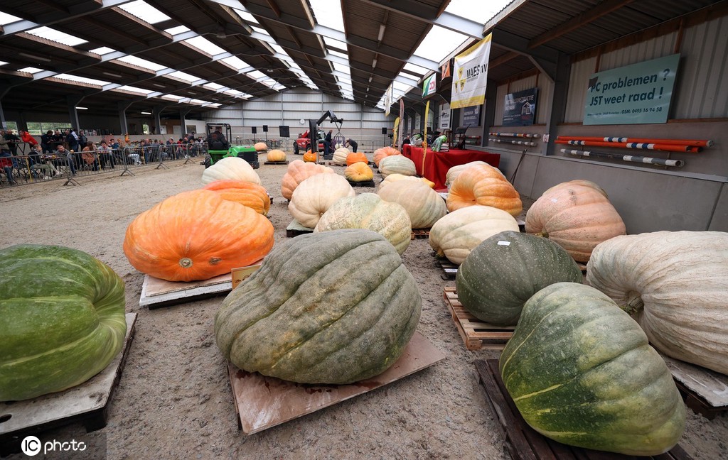 比利时卡斯特利镇种出“巨型南瓜”，将参加南瓜锦标赛