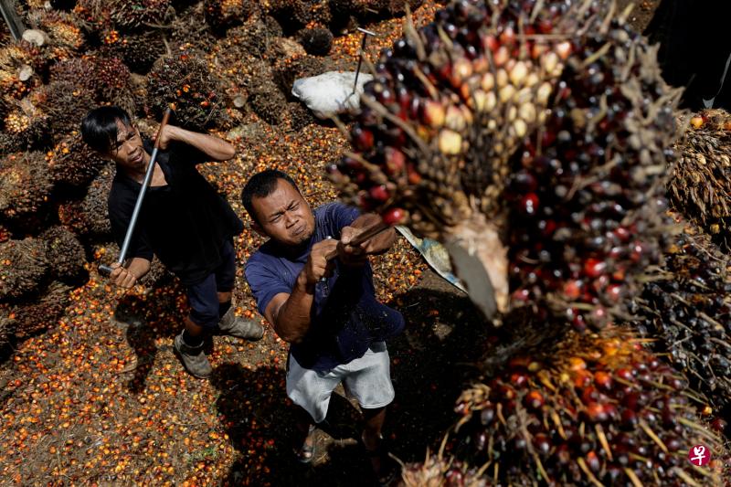 印尼禁止原棕油和棕榈油出口全球食用油市场不确定性加剧