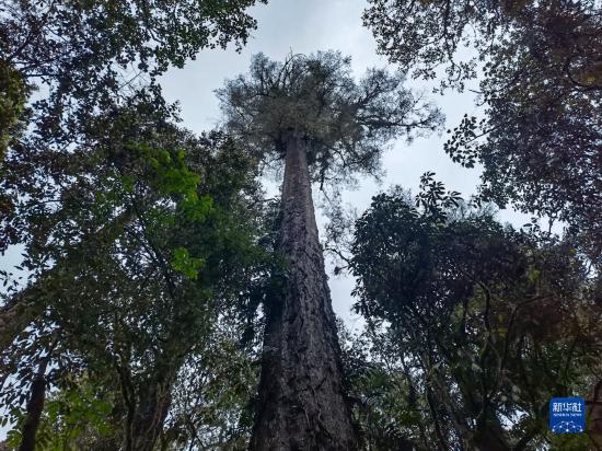 西藏墨脱发现中国大陆已知最高的树：76.8米巨树不丹松