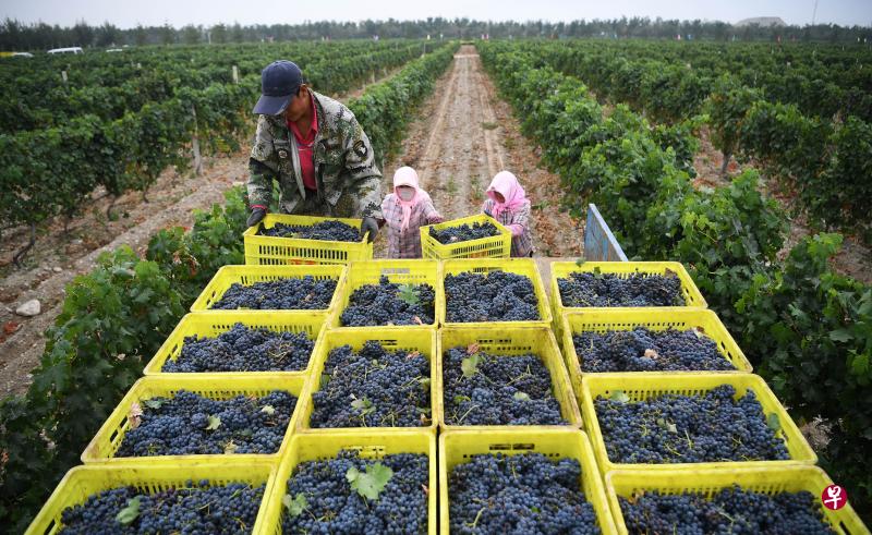 葡萄酒庄进入采摘季，宁夏贺兰山“紫色产业”迎丰收