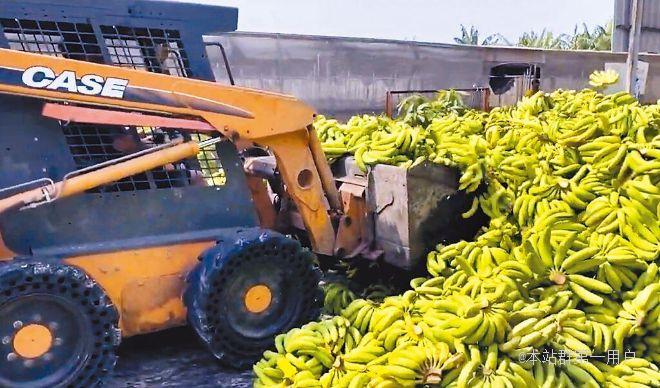 缺乏行销通路台湾又见香蕉积压当局只能低价收购喂猪