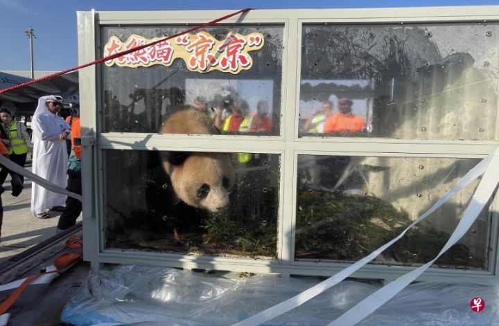 中东首对大熊猫抵达卡塔尔，公园将于世界杯开幕前开放
