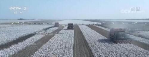 新疆棉花进入盛采期，生产全程机械化助力全面采收
