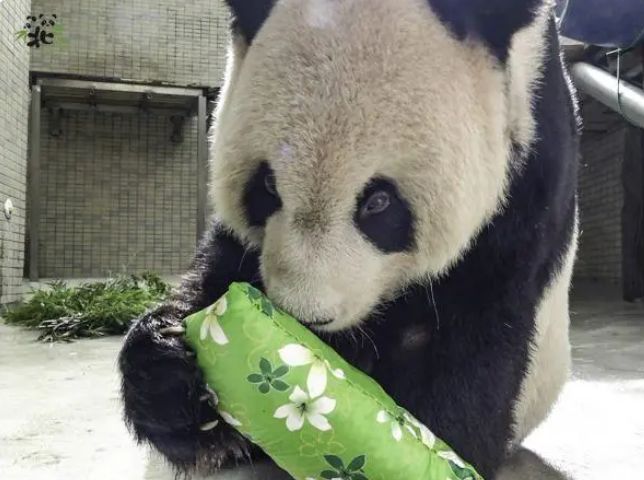 大熊猫“团团”专家会诊后病情趋于稳定食欲稍有好转