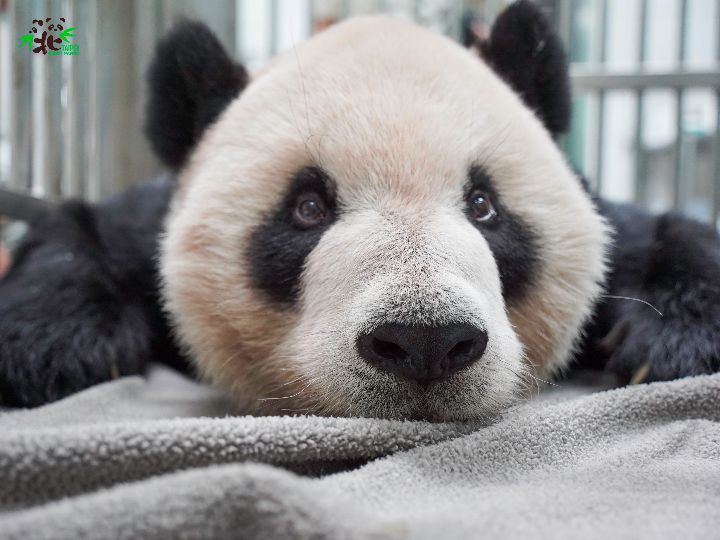 大熊猫“团团”今日凌晨再度癫痫发作，病情急速恶化后不幸离世