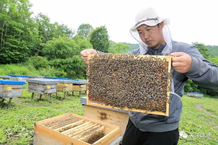 饶河县五林洞镇：壮大黑蜂养殖，打造“金”色产业