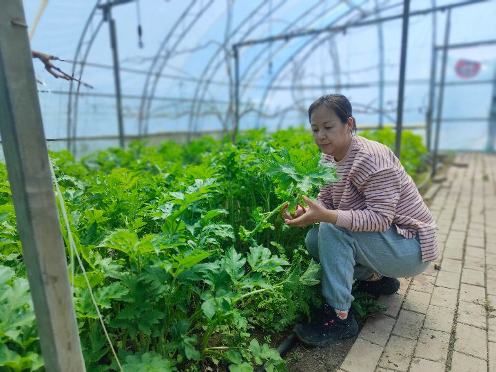 宝清县棚种老山芹增收又致富，让菜农在“家门口”丰富市民“菜篮子”