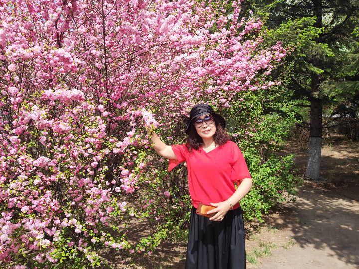 宝清县“榆”见最美花海引来市民拍照，榆叶梅耐寒是常见城市绿化树种