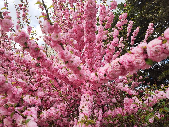 宝清县“榆”见最美花海引来市民拍照，榆叶梅耐寒是常见城市绿化树种