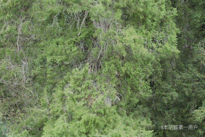 西藏林芝发现亚洲第一高树西藏柏木，成为仅次于美国海岸红杉的世界第二高树种 ... ...