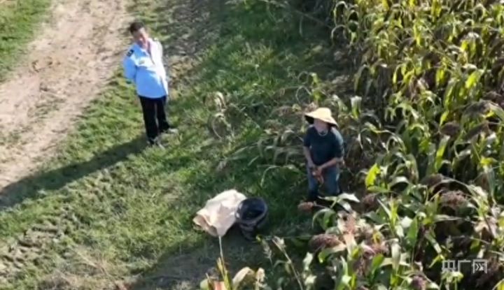 固始通报执法人员带人偷红高粱，一辆车身印有“巡逻”字样：两人被行拘