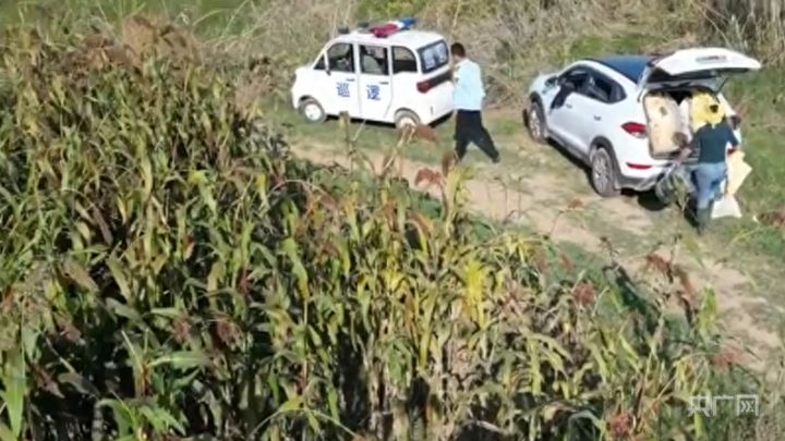 固始通报执法人员带人偷红高粱，一辆车身印有“巡逻”字样：两人被行拘