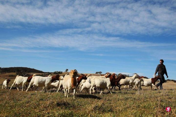 野山羊遍布澳州全境威胁本土物种生存，澳州宣布将野山羊作为入侵物种加强管控 ...