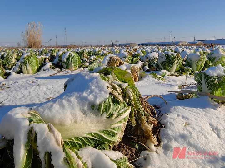 走访“菜篮子”寿光：寒潮吹散遍地“白菜价”，部分蔬菜地头价10天涨了3倍 ... ...