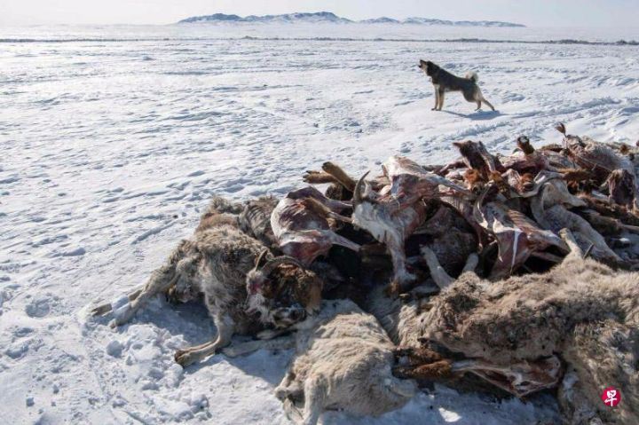 今年冬天天气更加恶劣气温低于正常水平降雪量极大，蒙古严冬暴风雪200多万牲畜死亡 ...