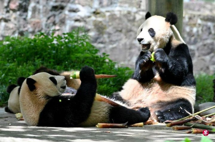 重启熊猫外交王毅称中美关系向好，中国宣布将送一对大熊猫赴美开展为期10年交流合作 ...