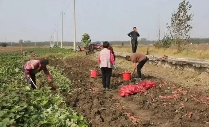 为了那难以恢复的农耕地却依旧要恢复并且拍照留痕，无奈只能花10万元去请挖机翻地，请人插番薯造假 ...