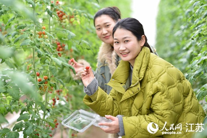 江苏连云港云台农场：空中番茄种出科技范儿，现代化智能玻璃温室里弥漫着番茄香甜气息 ...